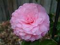 camelia Betty Ridley 